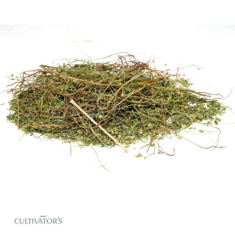 Organic Bhui Amla Plant