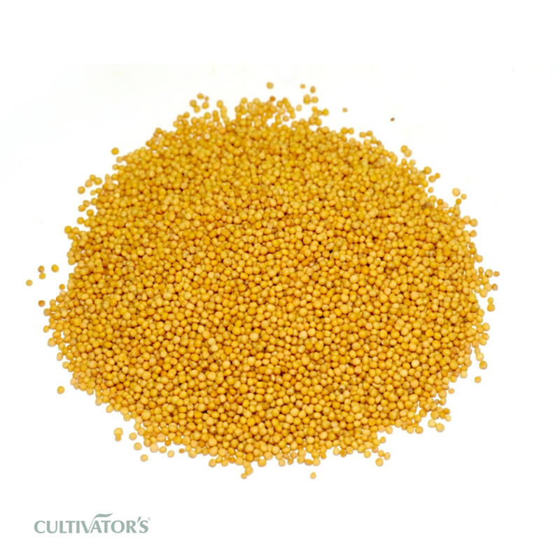 Organic yellow Mustard Seeds