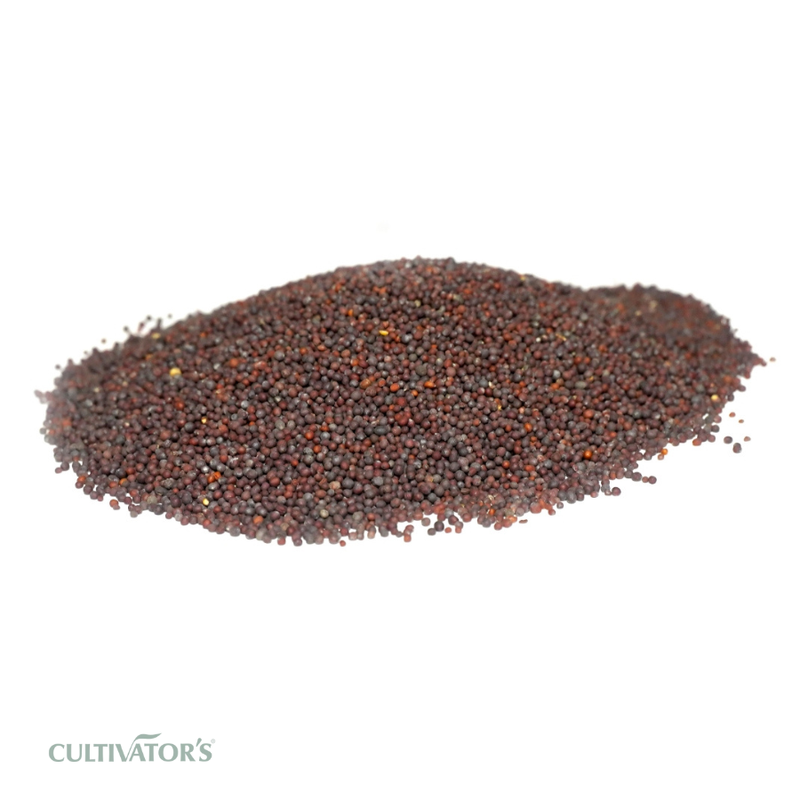 Organic Brown Mustard Seeds