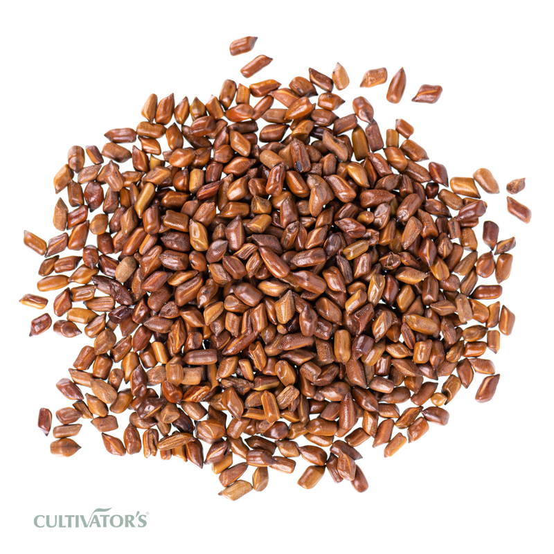 Organic Cassia Tora Seeds