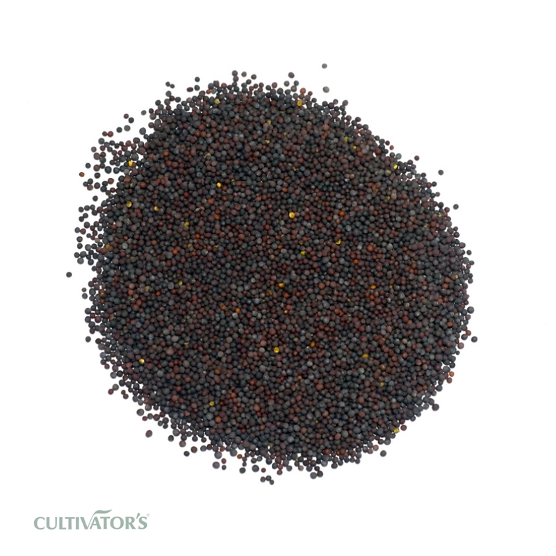 Organic Black Mustard Seeds