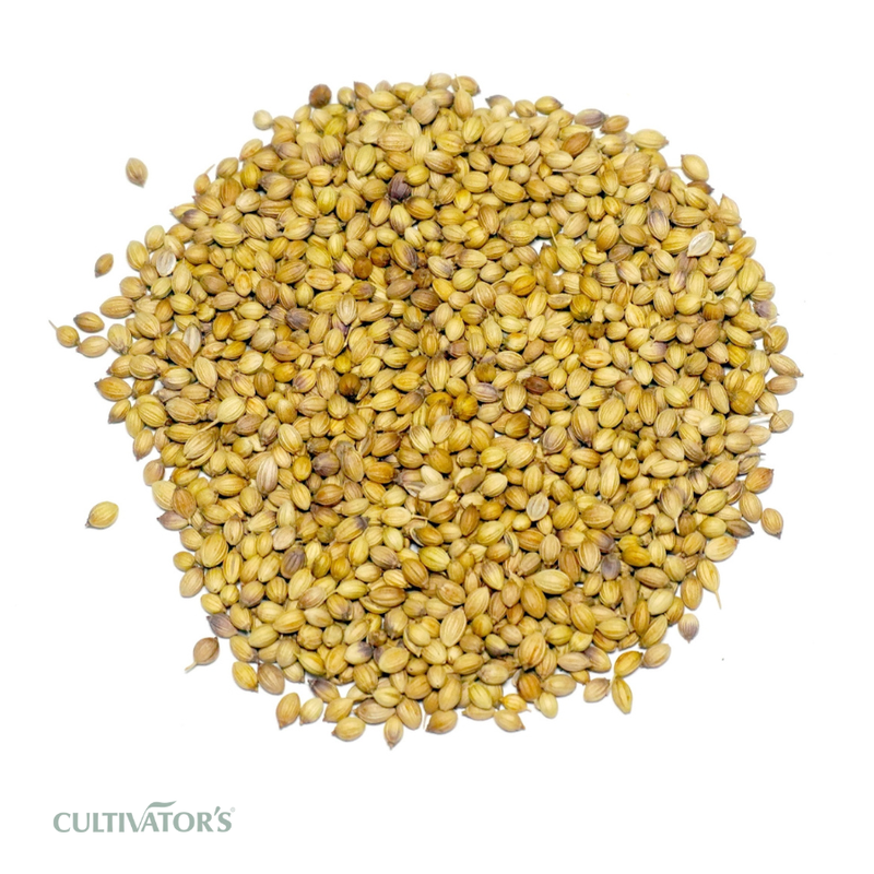 Organic Coriander Seeds