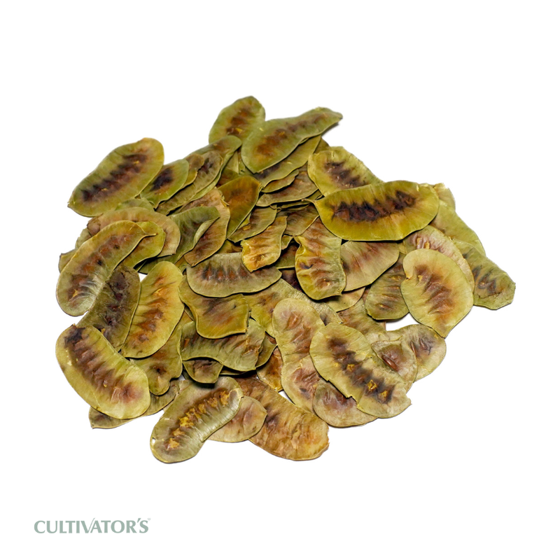 Organic Senna Pods