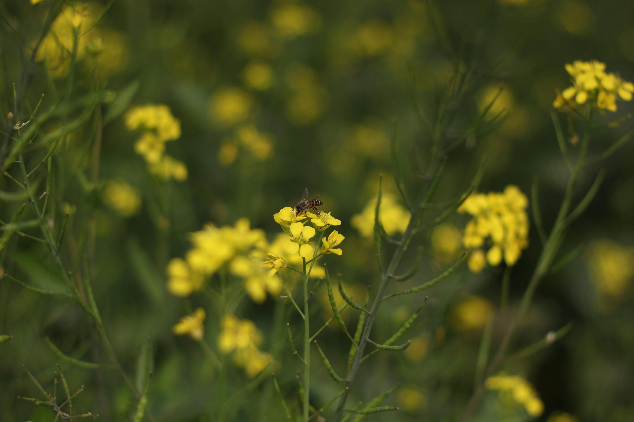 From Our Farms to Your Life Growing Wellness with Heart